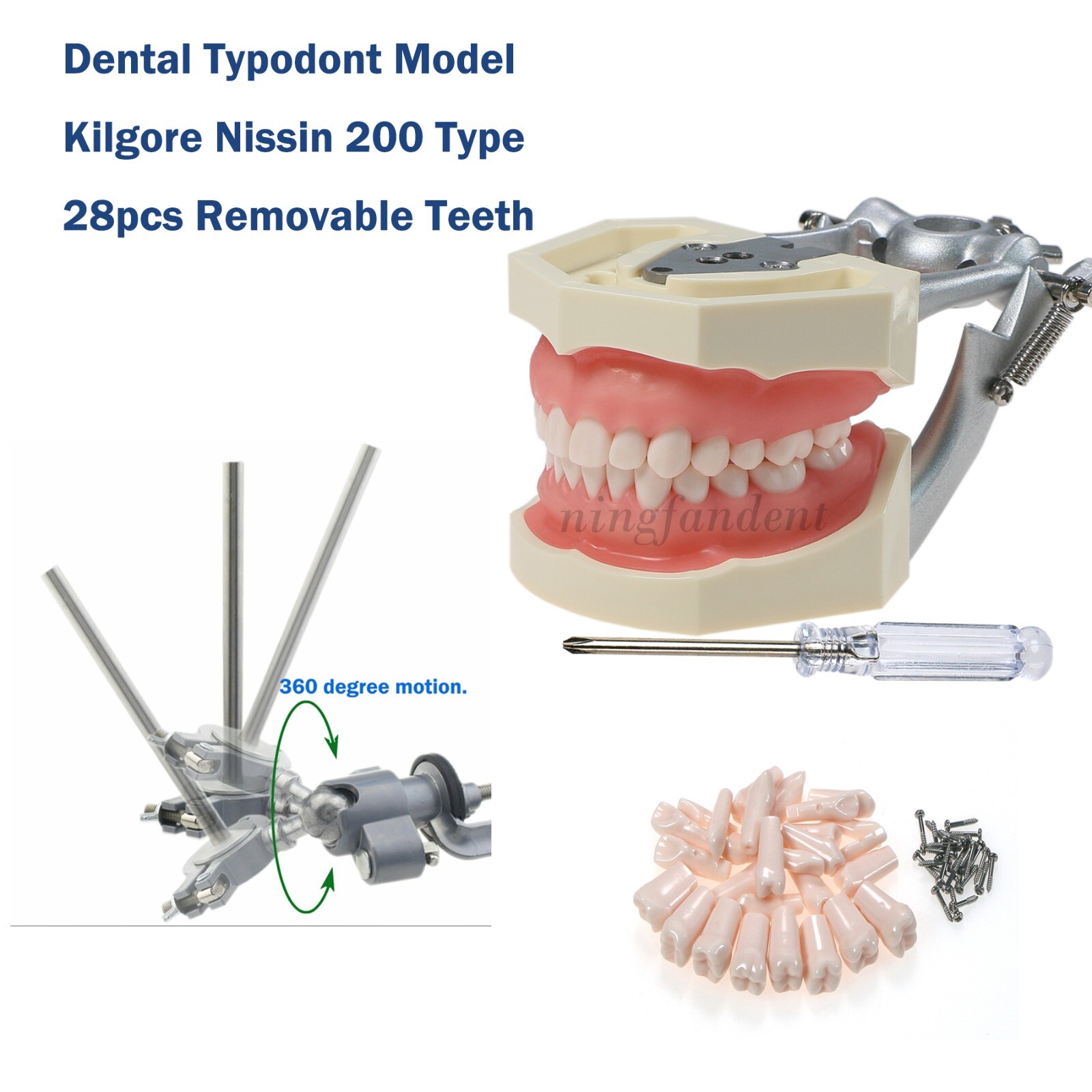 US Dental Typodont Modle, Fully Detachable Teeth,For Kilgore Nissin200, Columbia
