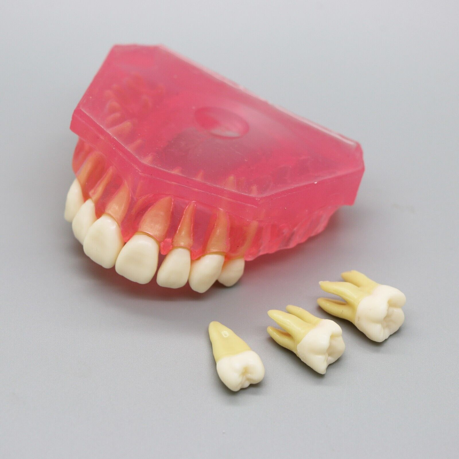 Dental Typodont Standard Removable Teeth Model Soft Gum Simulation Cheek 28 Pcs