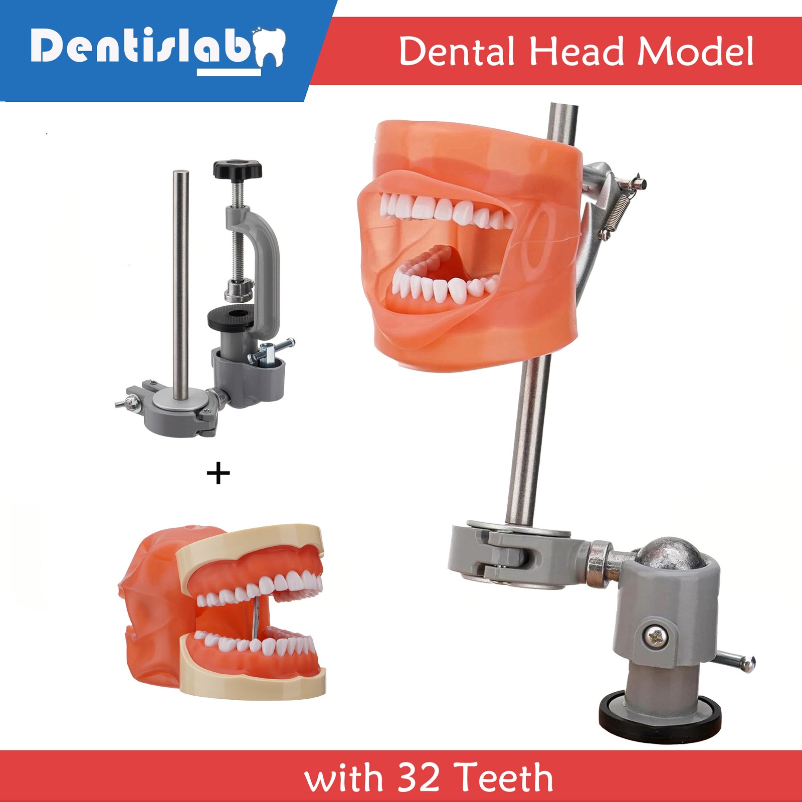 Dental Typodont Teeth Model Dental Simulator Dental Head Model 360° Rotating New