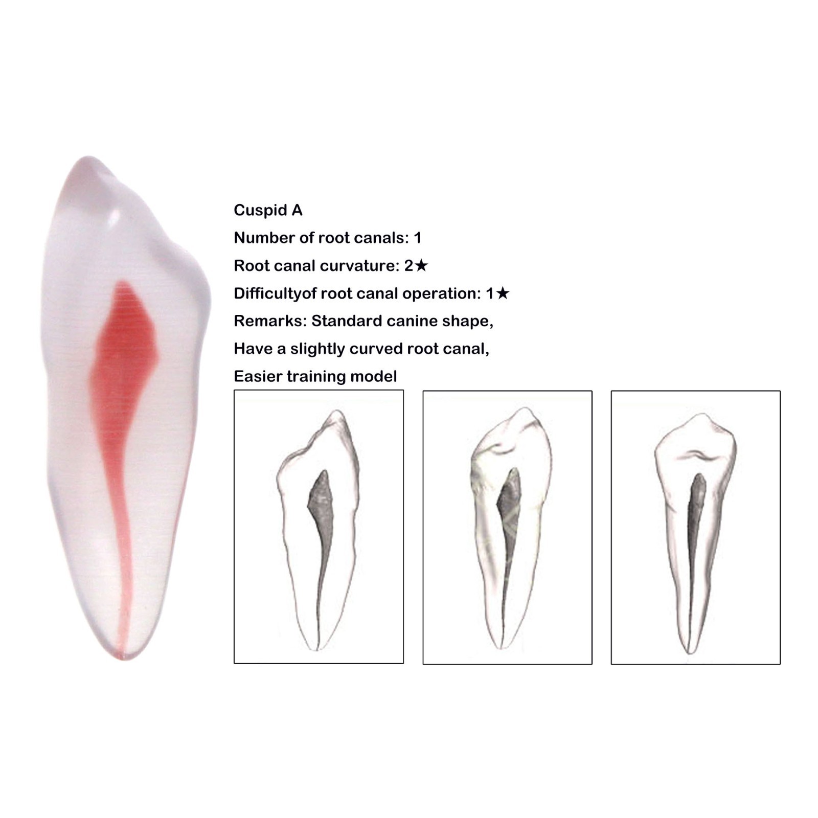 Dental Training 3D RCT Endo Tooth Model Practice Model Curved Root Resin Teeth