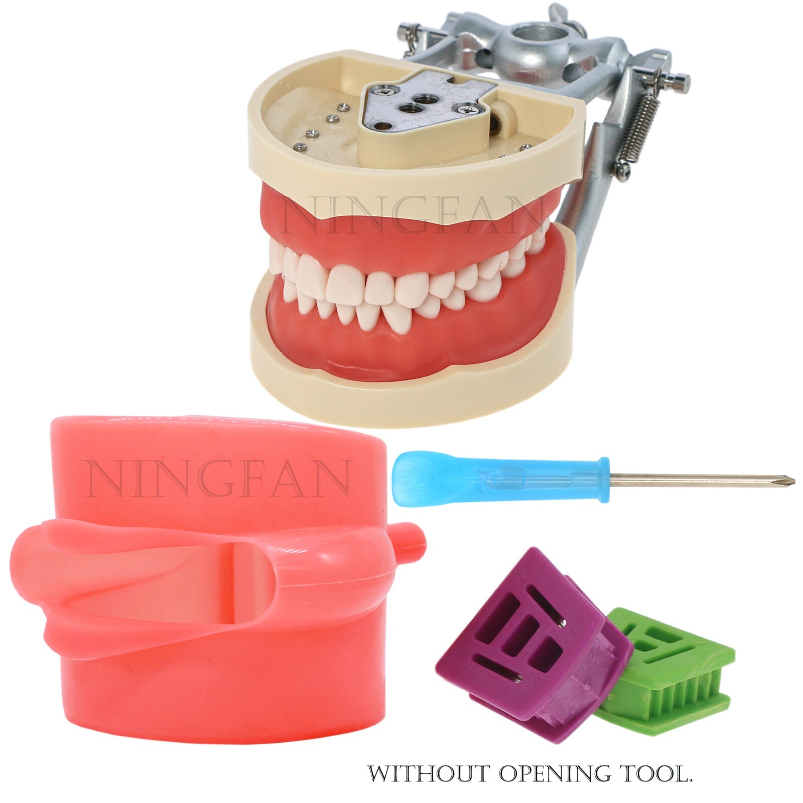 US Dental Typodont Modle, Fully Detachable Teeth,For Kilgore Nissin200, Columbia