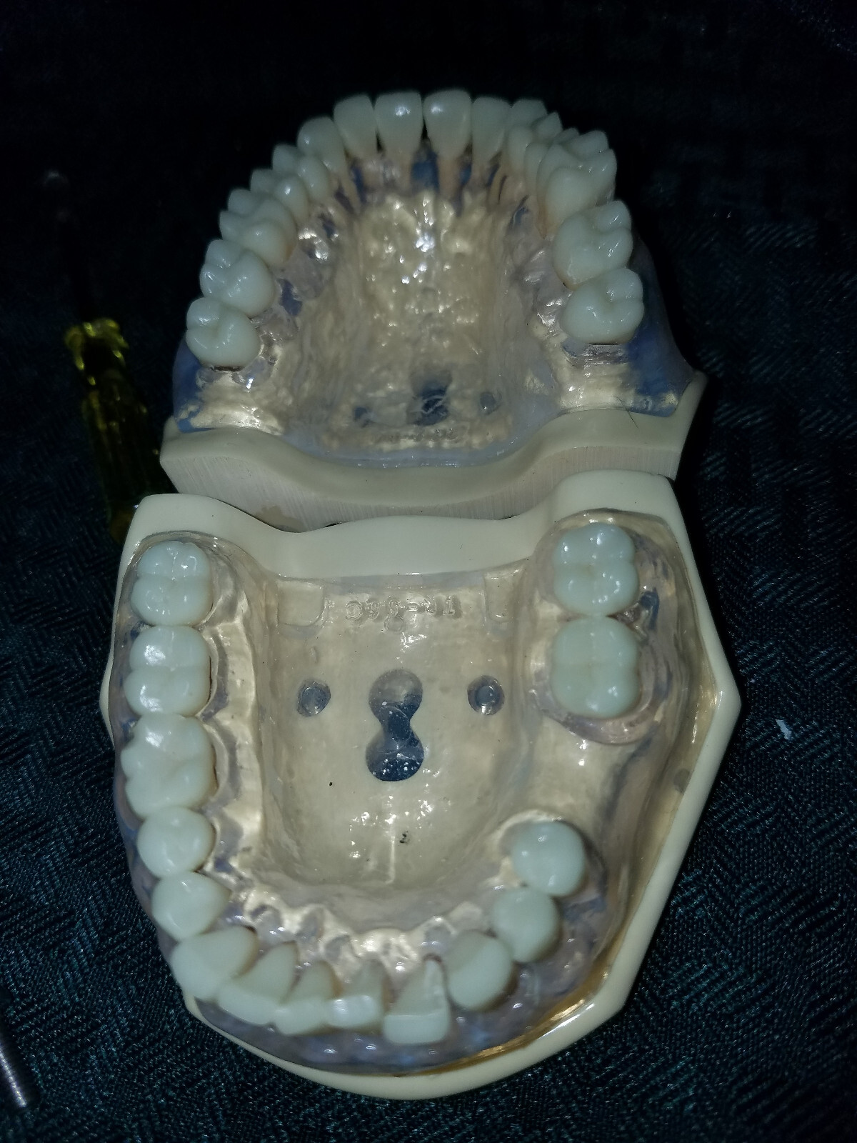Dental Model Nissin. practical training. education.