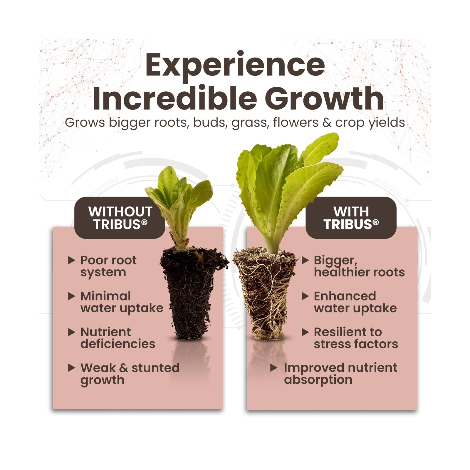 Tribus Organic Microbial Inoculant – Root Booster for Plants, Increases Pl