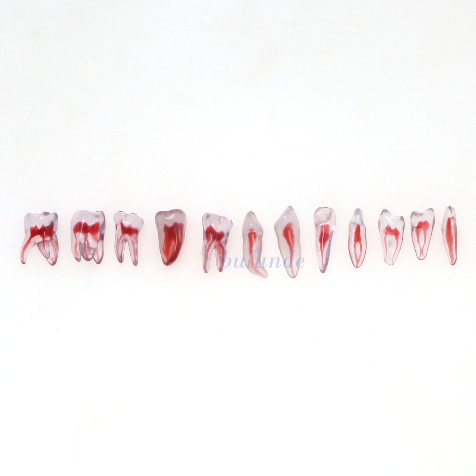 Dental Training 3D RCT Endo Tooth Model Practice Model Curved Root Resin Teeth