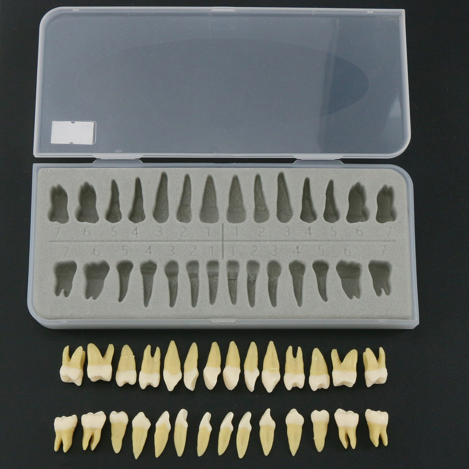 Dental Typodont Practice Standard Implant Teeth Model Removable Teeth and Cheek