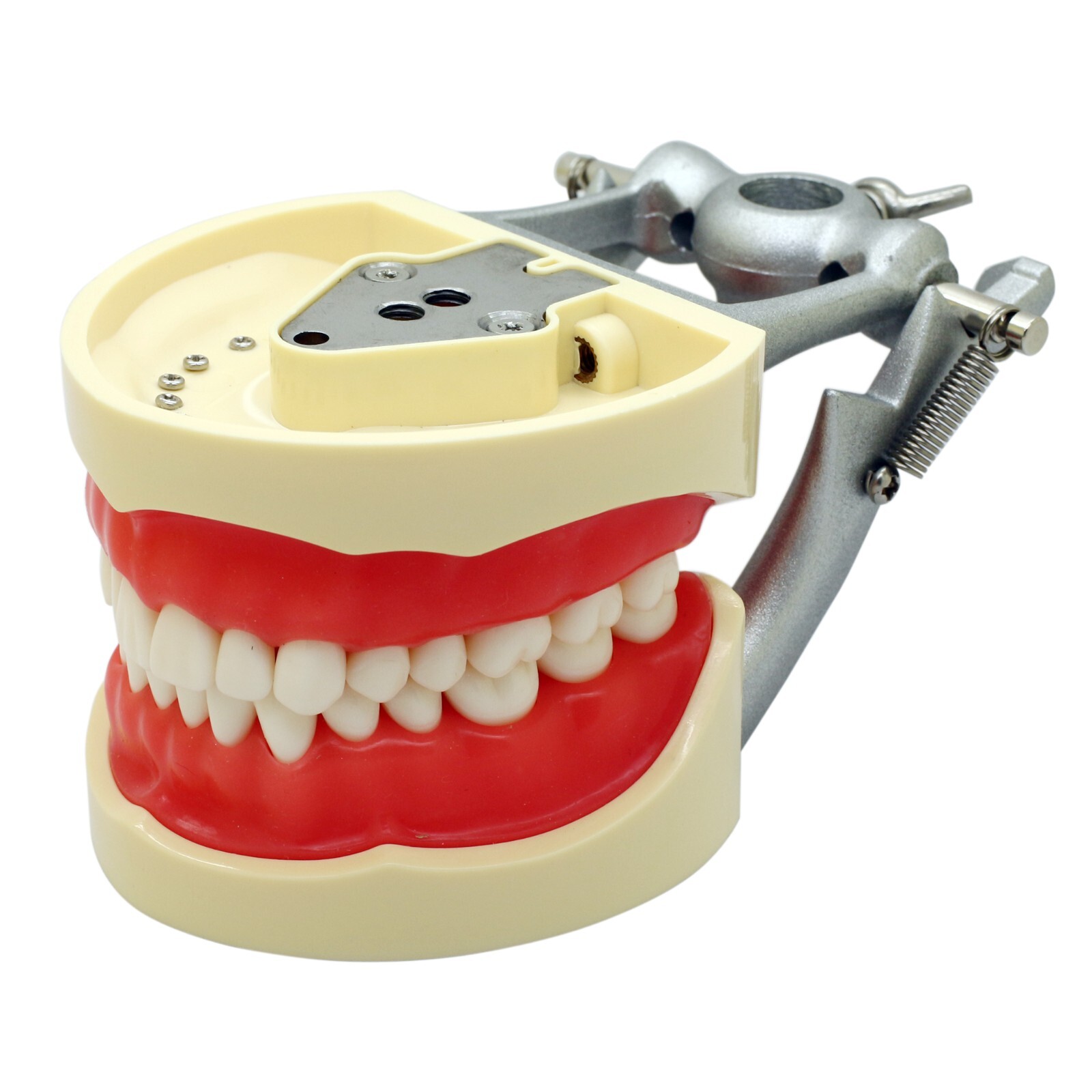 Kilgore Nissin 200 Type Dental Typodont Model 32pc Removable Teeth Mounting Pole
