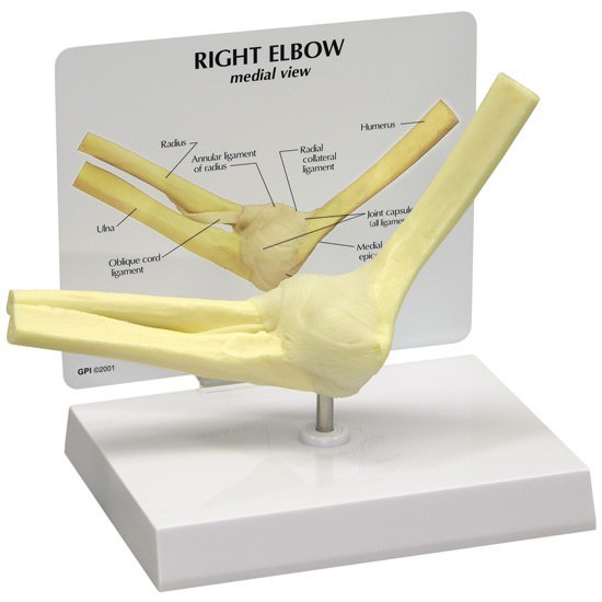 Elbow Joint GPI Anatomical Model LFA #1830. Make Us an Offer! SEE VIDEO