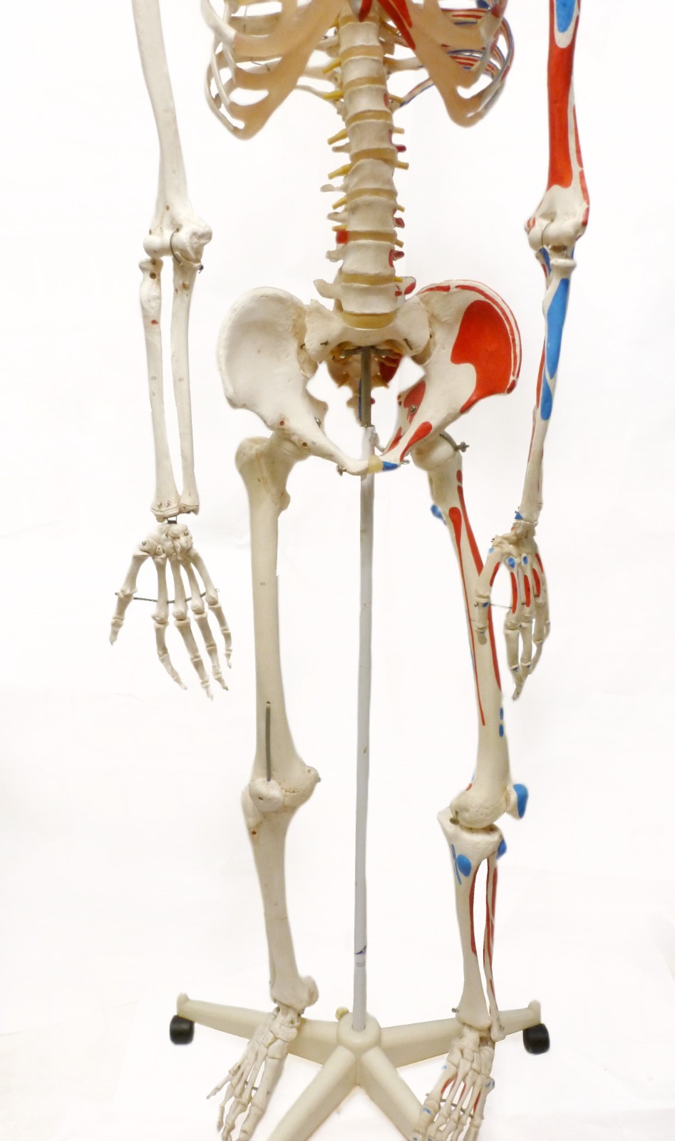 3B Scientific SAM A13 Skeleton Model Life Size Pelvic Stand Missing Muscles