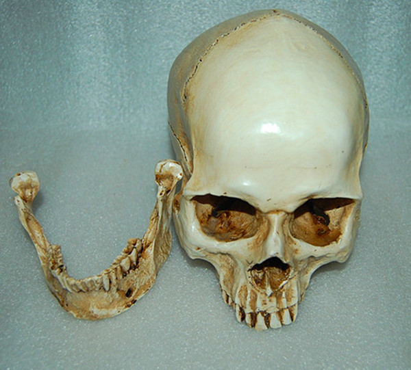 1:1 High Quality Skull Human Anatomical Anatomy Head Medical Model New