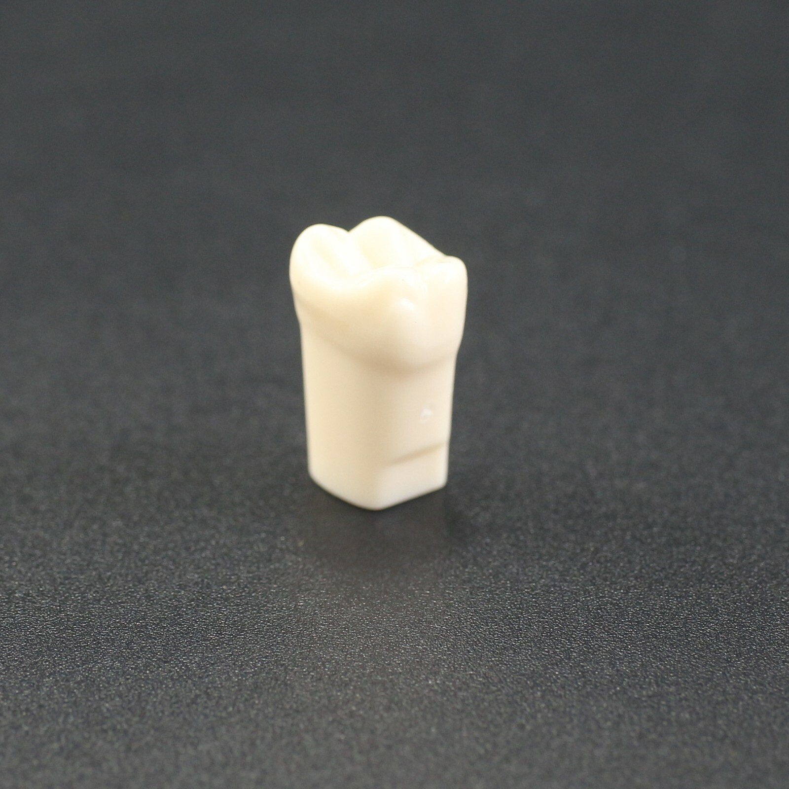 Dental Typodont Teeth Model Replacement Individual Screws Fit Kilgore Nissin 200
