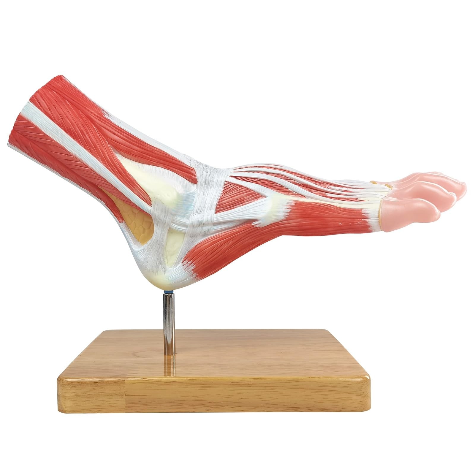 EVOTECH SCIENTIFIC Foot Anatomical Skeleton Model W/Bones Muscles Ligaments…