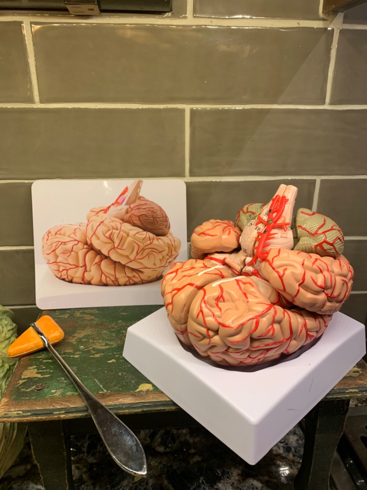guangzhou blue butterfly teaching model co. ltd cerebrum brain model arteries