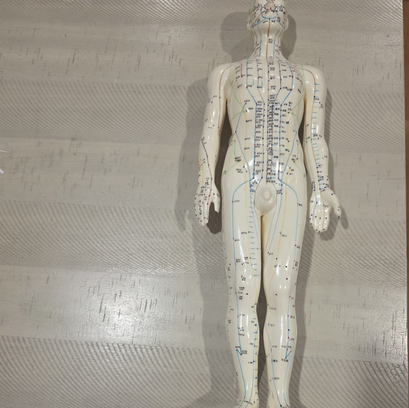 Male Acupuncture Model 20″ with Base Support Arm Chinese + English Points NIB