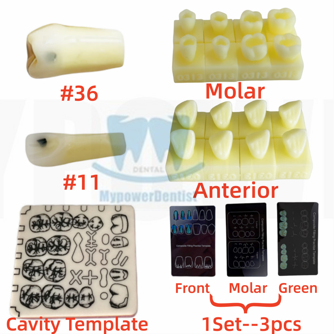 Dental Cavity Preparation/Vitro Decay Caries Model/Composite Resin Filling Model