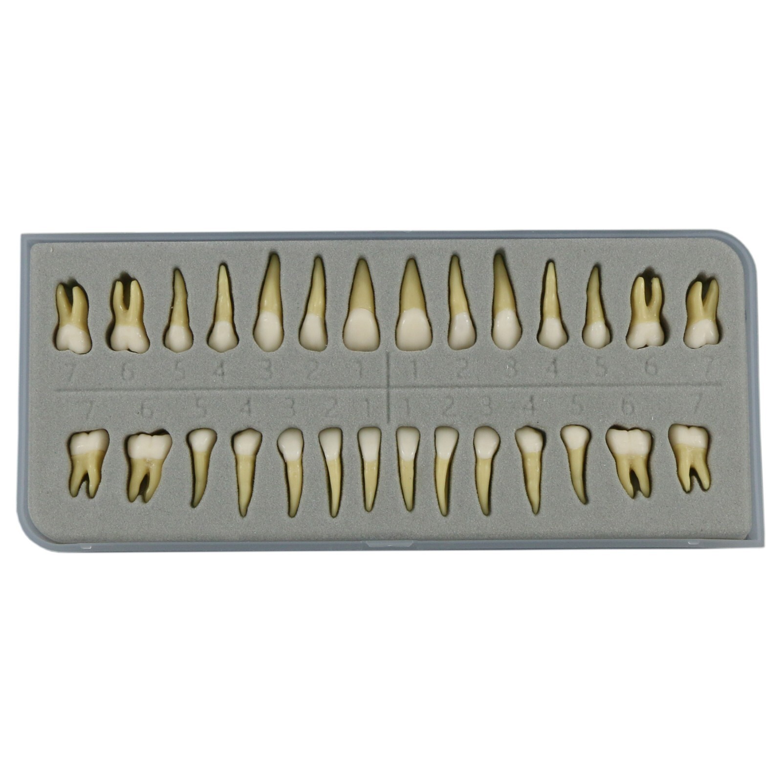 Dental Typodont Practice Model 28Pcs Removable Teeth Model Soft Gum with Cheek
