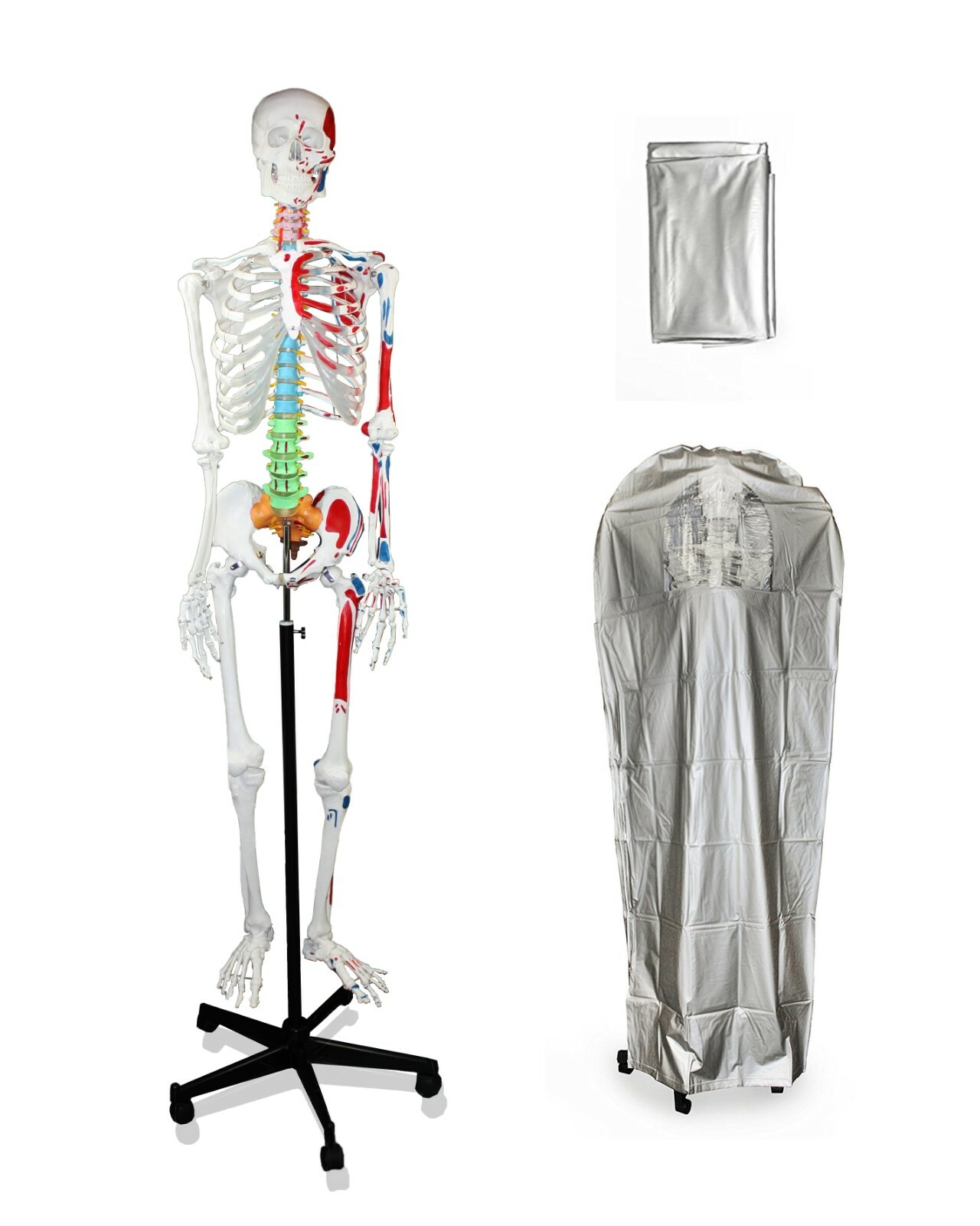 PARCO PB00008-DC Full Size Skeleton W Hand Painted Muscle, Color-Coded Vertebrae