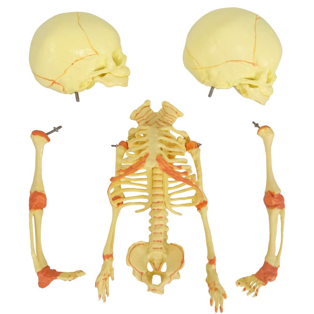 EVOTECH SCIENTIFIC Human Infant Skeleton Model, Twin-Skull, Miniature