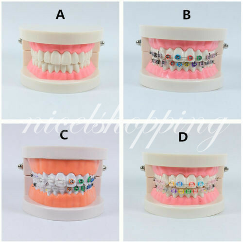 4 Sizes Dental Ortho Typodont Demonstration Bracket Tube Arch Wire Study Model