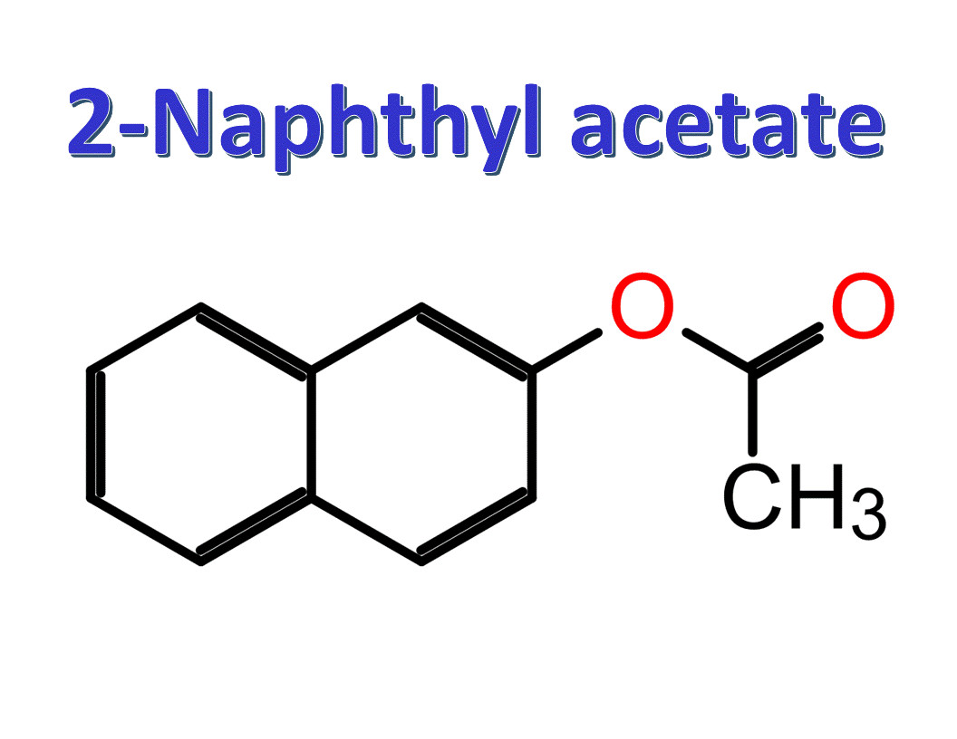 2-Naphthyl acetate, CAS 1523-11-1