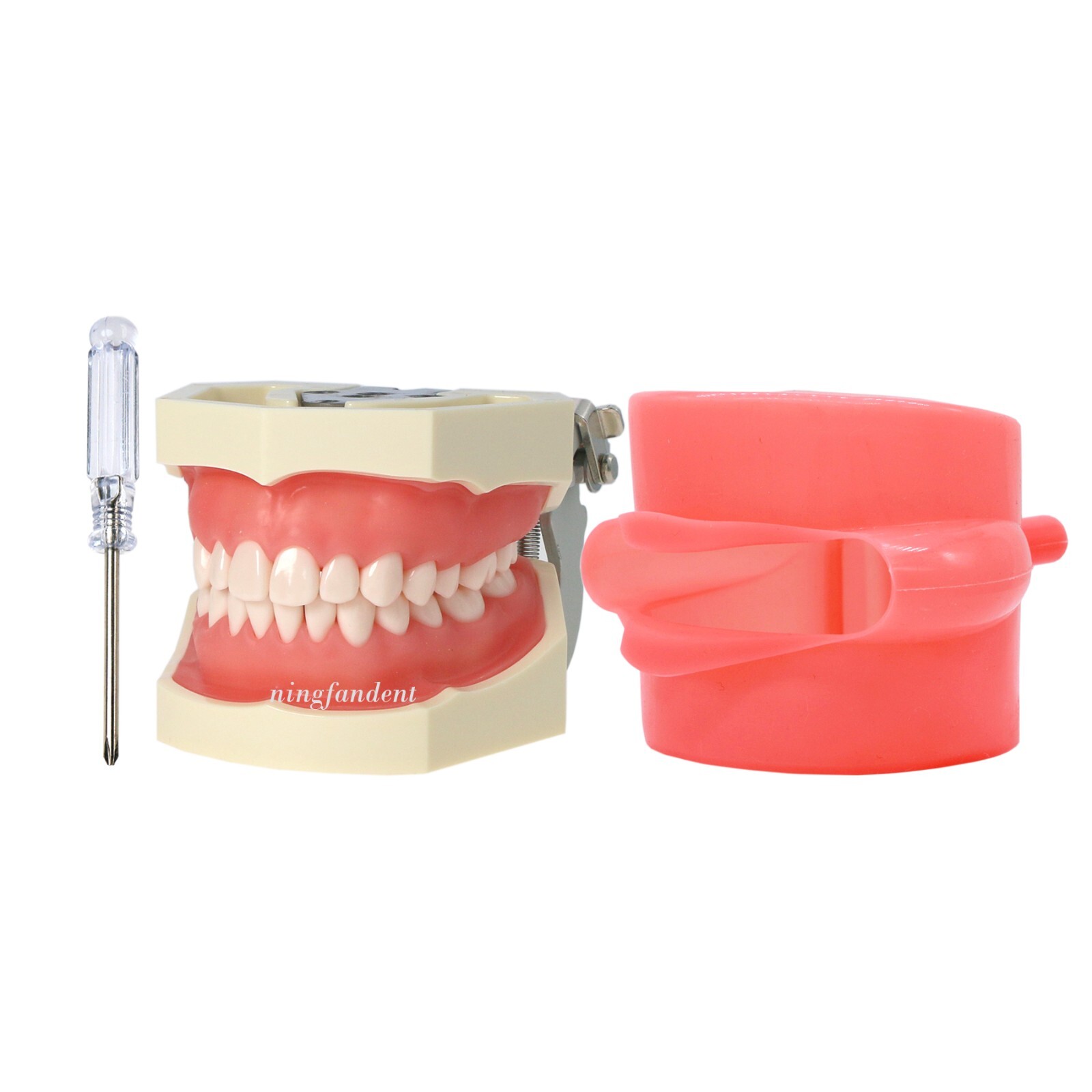US Dental Typodont Modle, Fully Detachable Teeth,For Kilgore Nissin200, Columbia