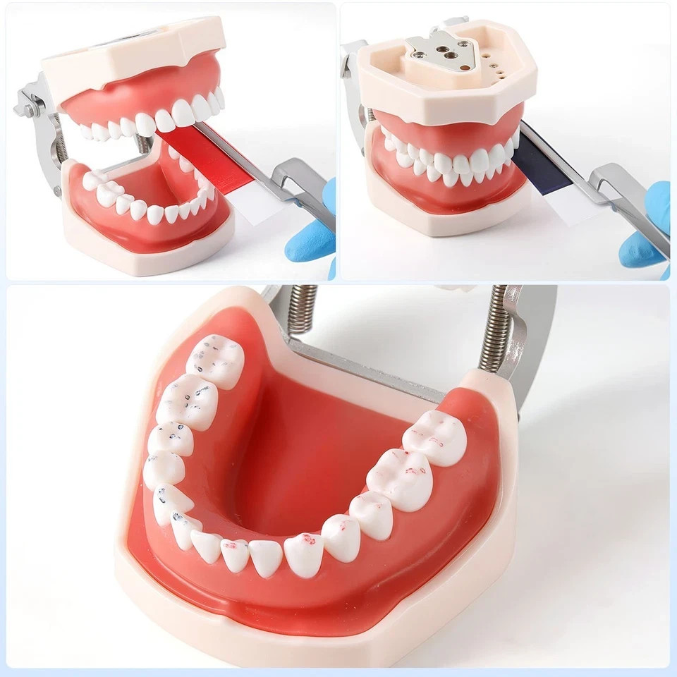 Dental Articulating Paper Practical Soft Thin Strips Red/ Blue 10 Sheet *20 Book