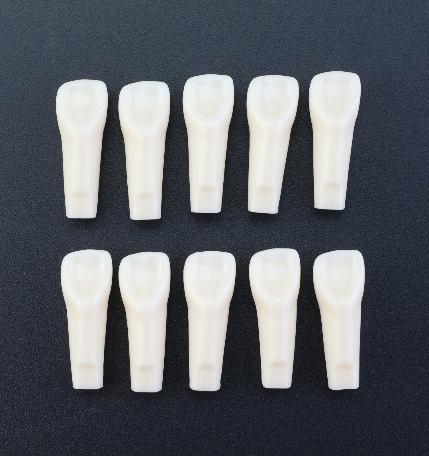 Dental Typodont Individual Replacement Teeth 10pcs/Lot Kilgore Nissin 200 Fit