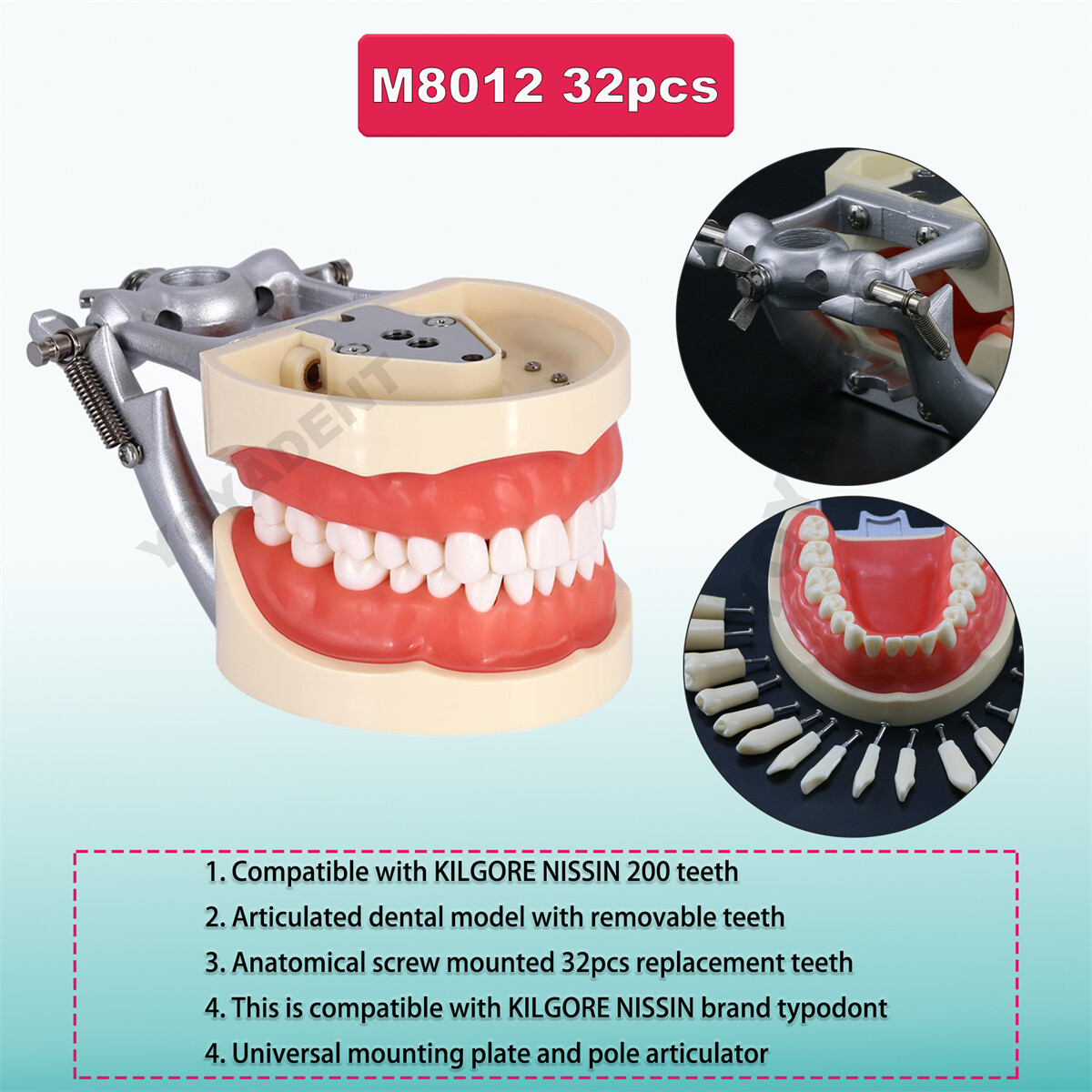 US Dental Typodont Teeth Model Ortho Overdenture Implant Practice Teaching Demo