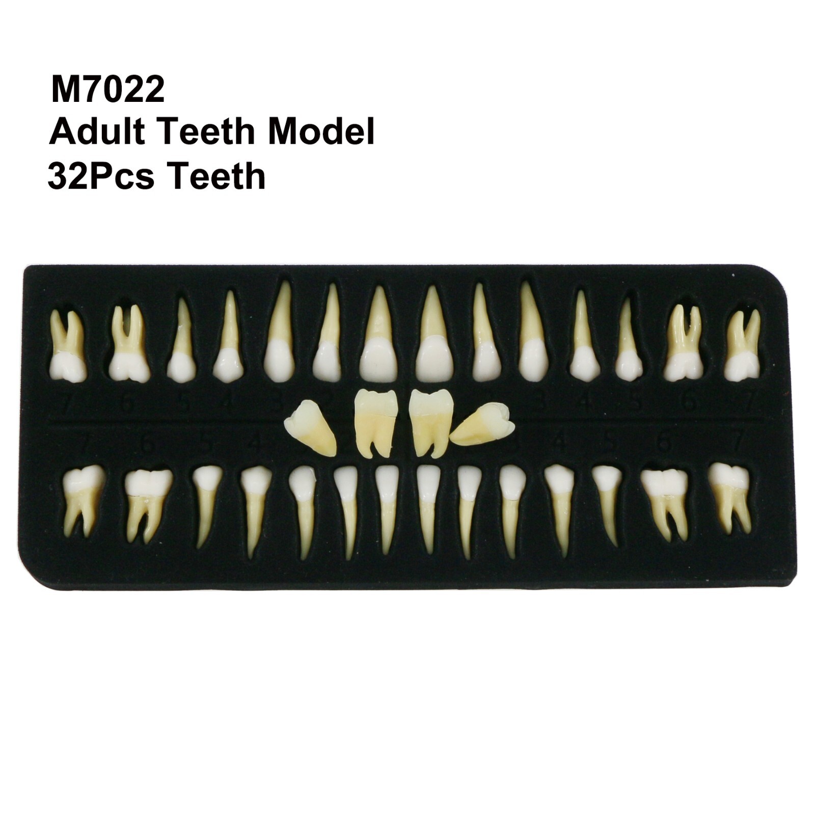 Dental Practice Ortho Typodont Teeth Model for Brushing Standard Teeth Model