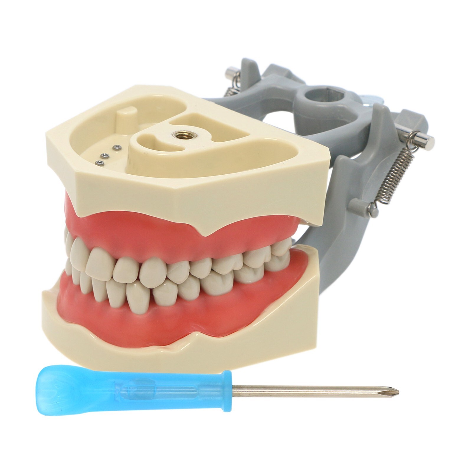 US Dental Overdenture Implant Model,Standard Preparation Typodont Teeth Model