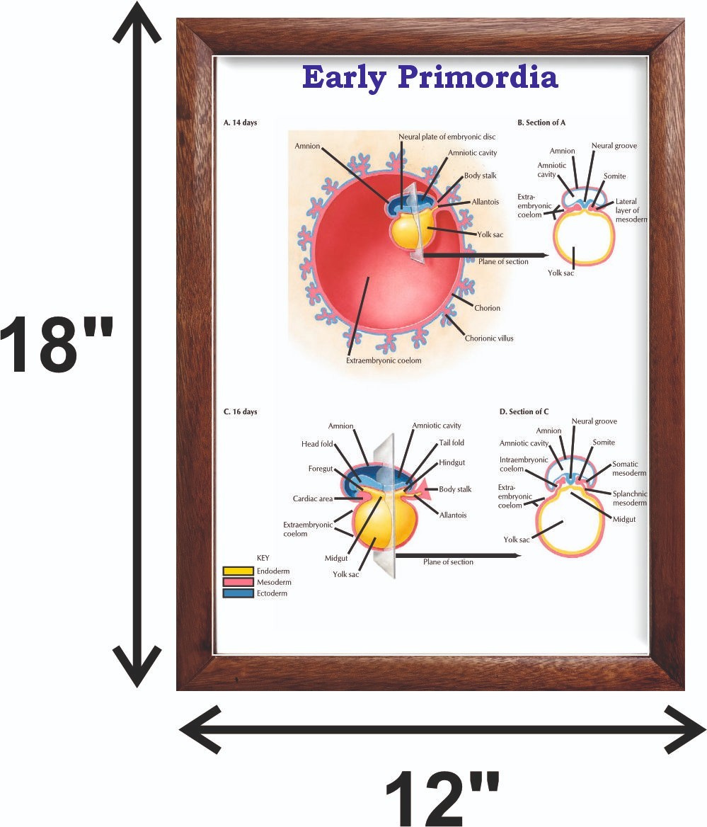 Early Primordia Chart 12×18 inches