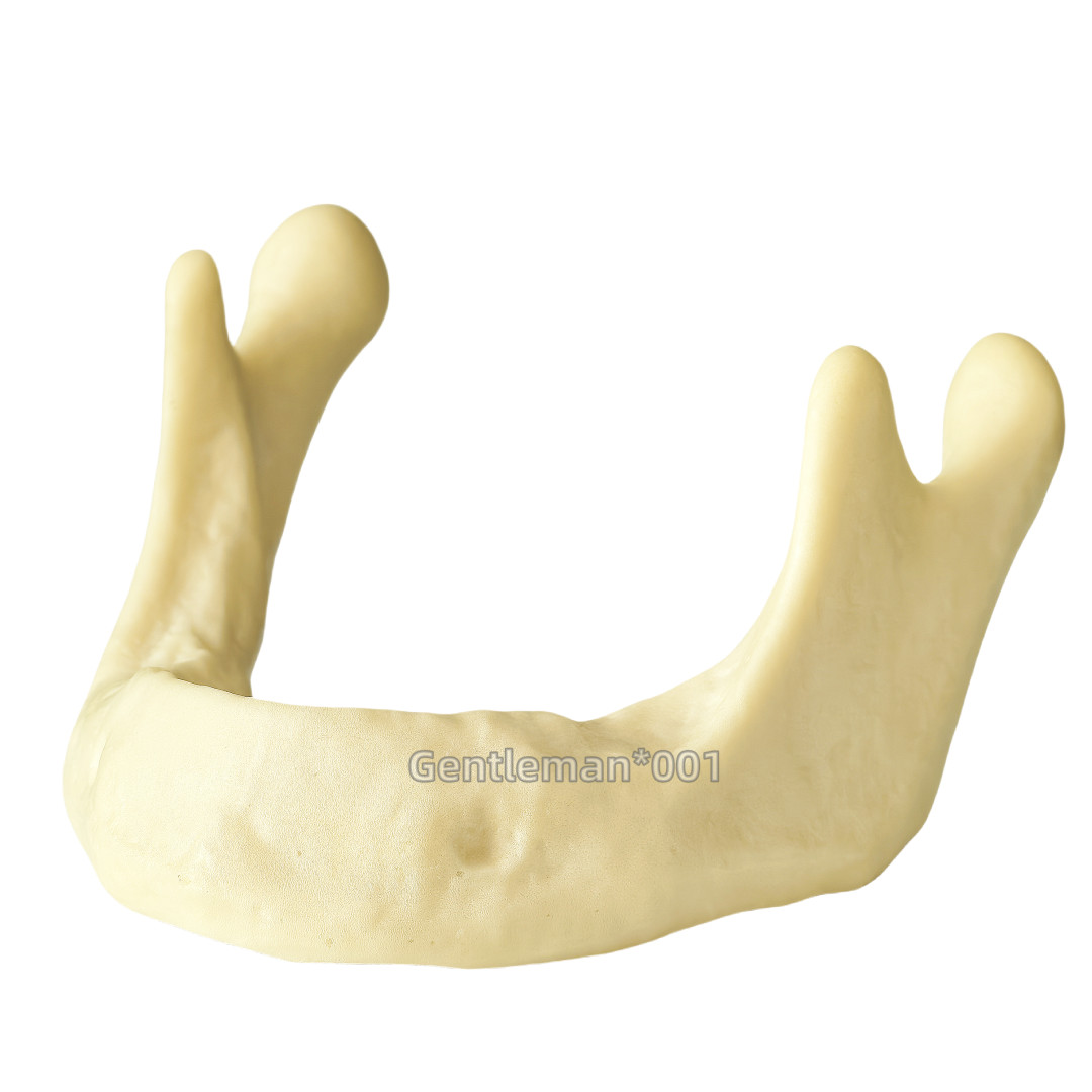Dental Implant Mandible Jaw Model for Basic Drilling Insertion Practice M2022