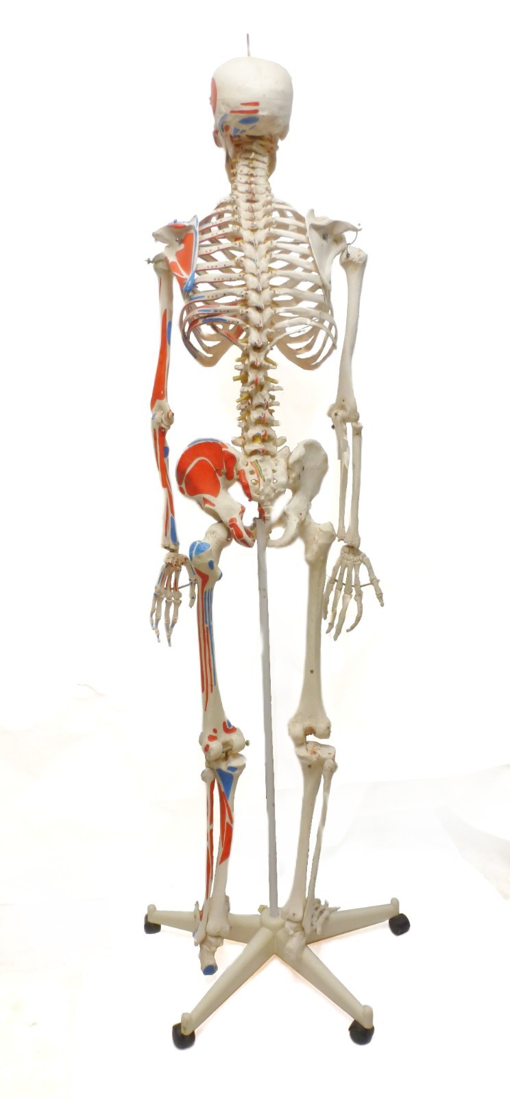 3B Scientific SAM A13 Skeleton Model Life Size Pelvic Stand Missing Muscles