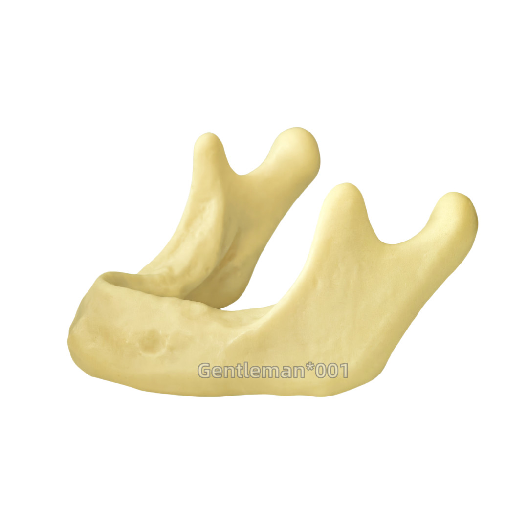 Dental Implant Mandible Jaw Model for Basic Drilling Insertion Practice M2022