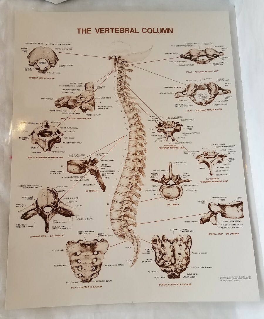 1980 The Vertebral Column Spine Anatomical Chart Laminated Poster 27×21