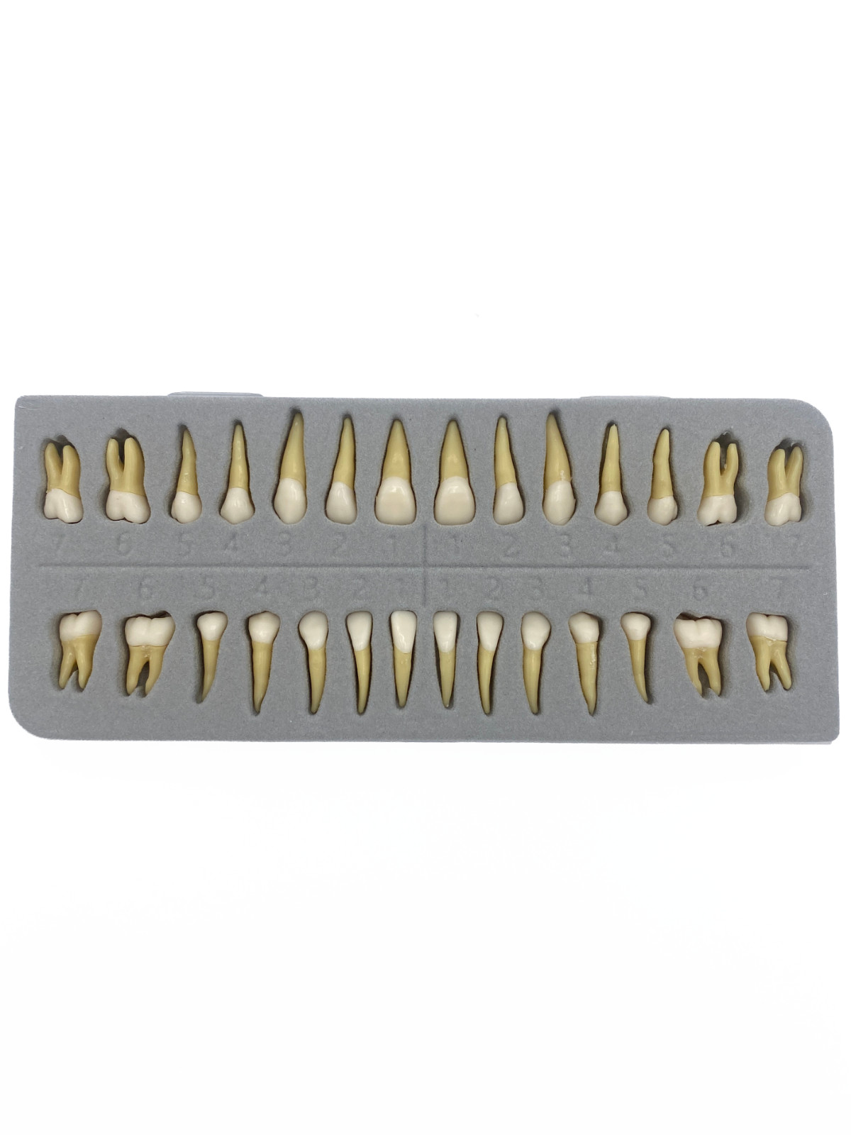 AZDENT M7021 28pc Permanent Teeth Dental Anatomy Study Model Set 1:1 Resin