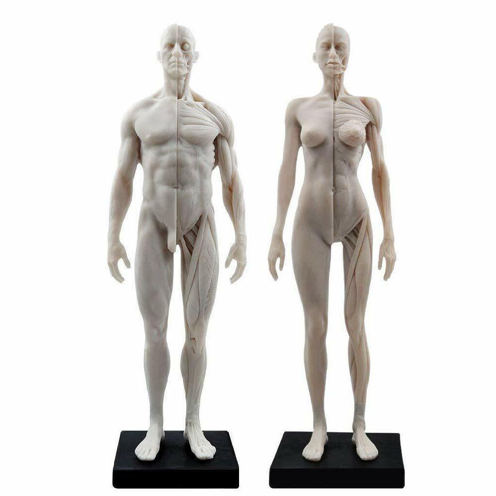 30CM Female/ Male Anatomical Anatomy Skull Head Body Muscle Bone Teach Model US