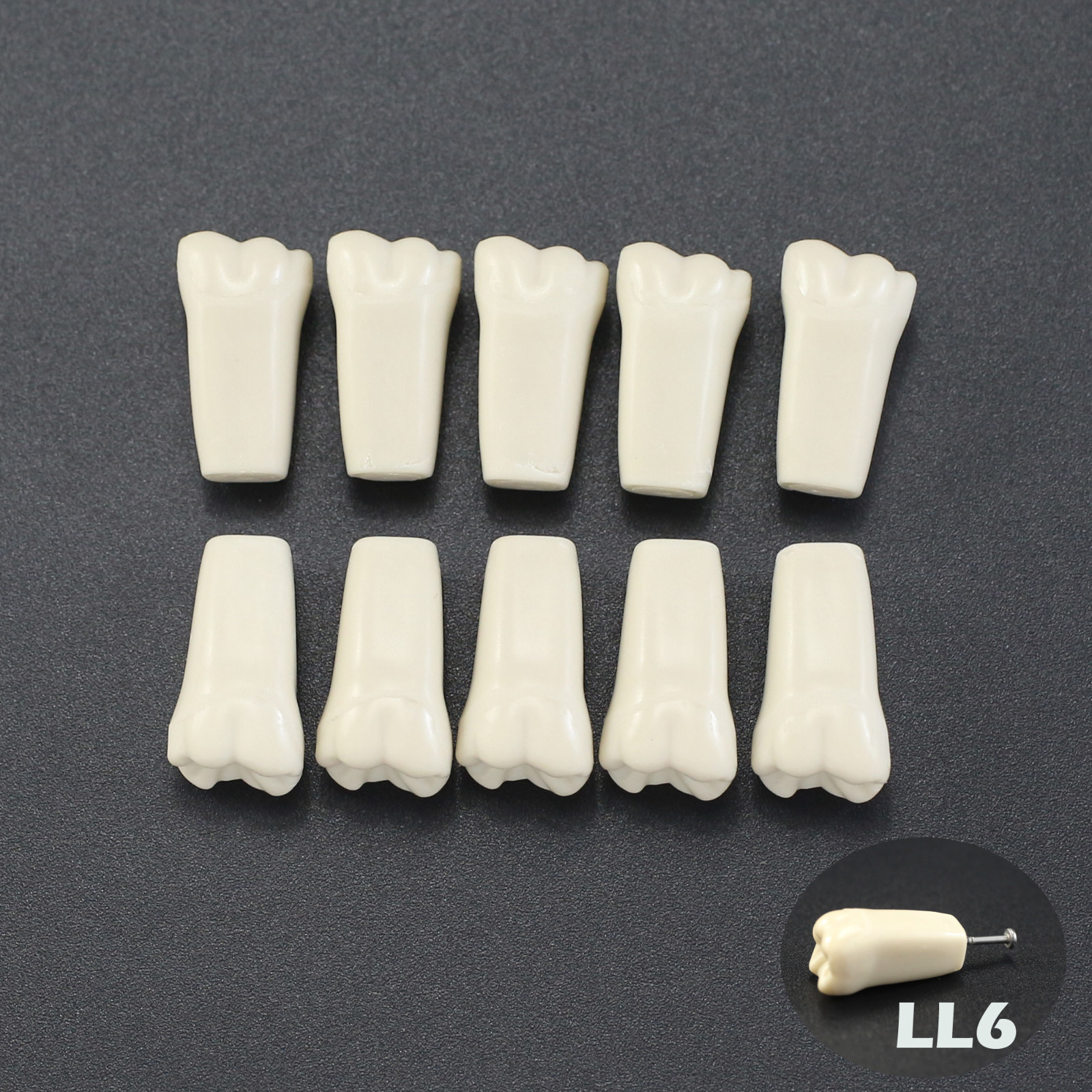 Columbia Dentoform 860 Dental Typodont Teeth Replacement Individual Teeth Model