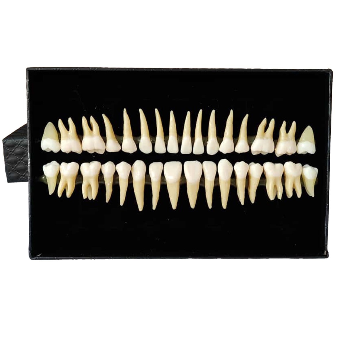 Individual Adult Model Teeth – Set of 32