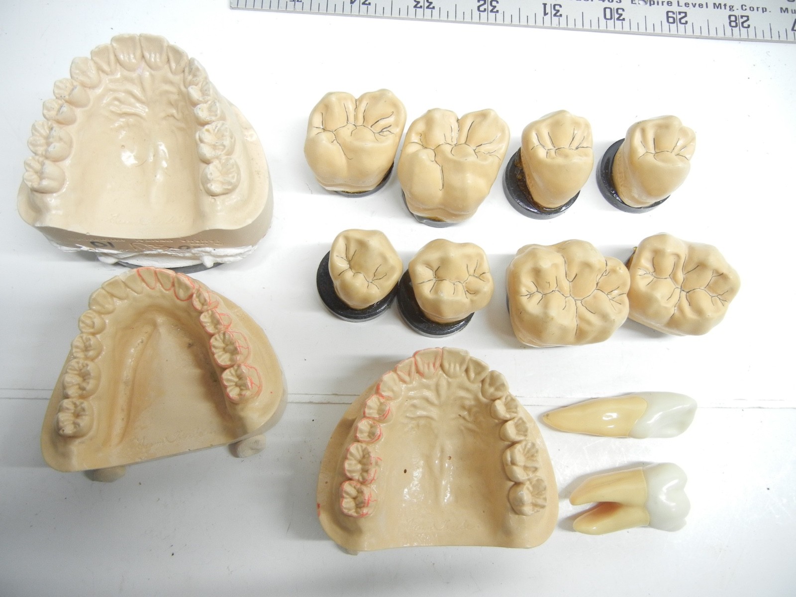 Dental study models and Study Teeth