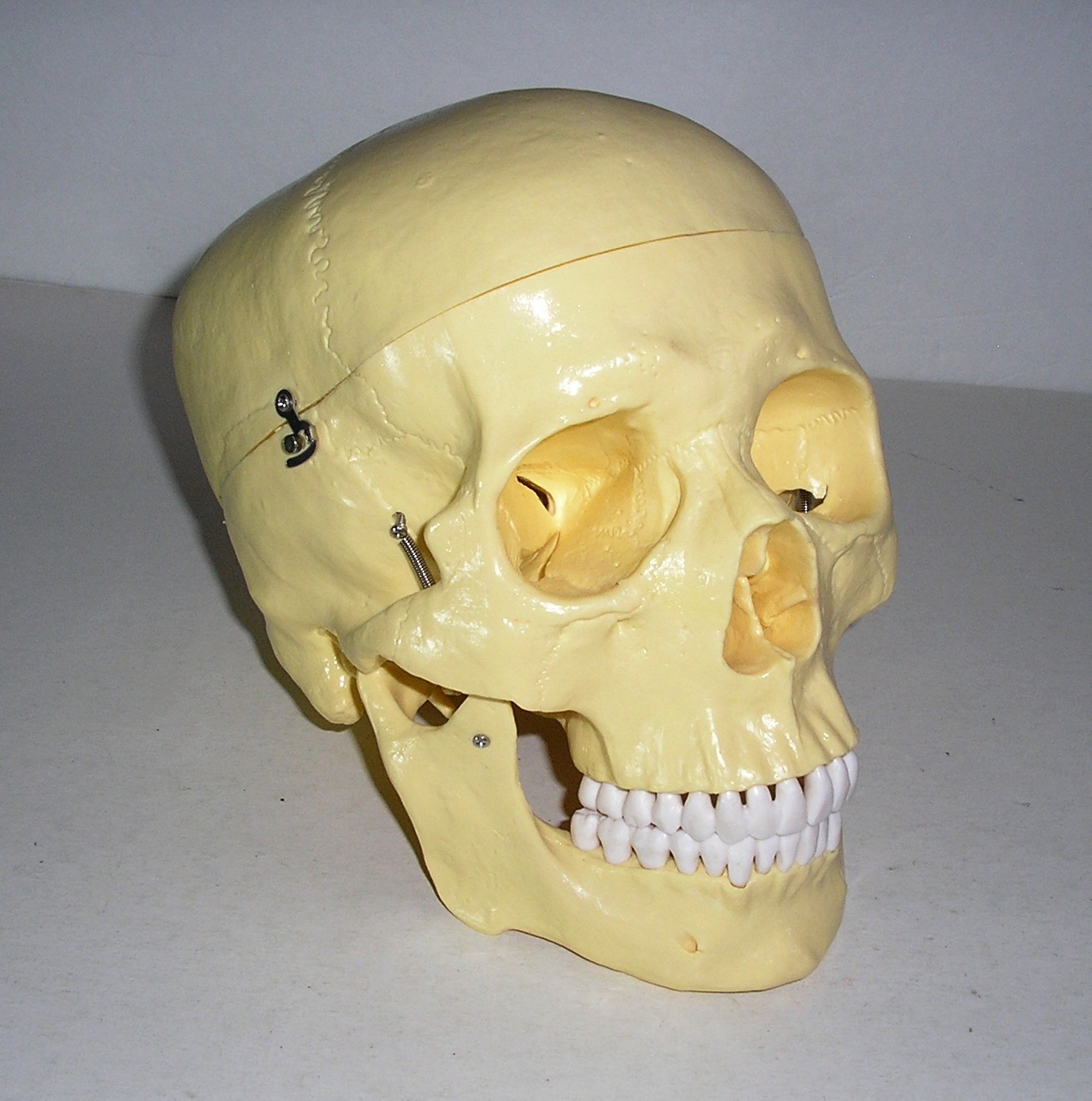 Life-Size Anatomical Resin Plastic Medical Art Model Skull w/ Hinges Spring Jaw