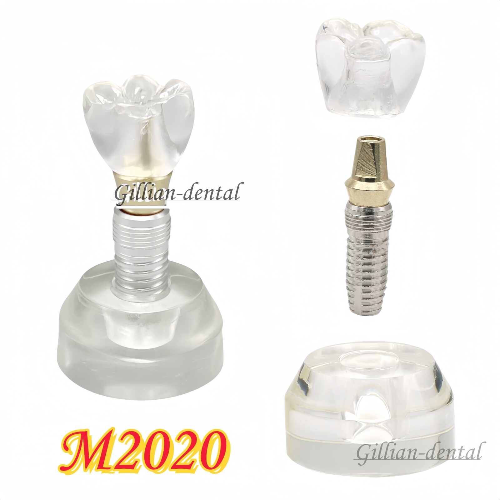 Dental Implant Model Detachable M2020 Demonstration Teeth Study Teach Models