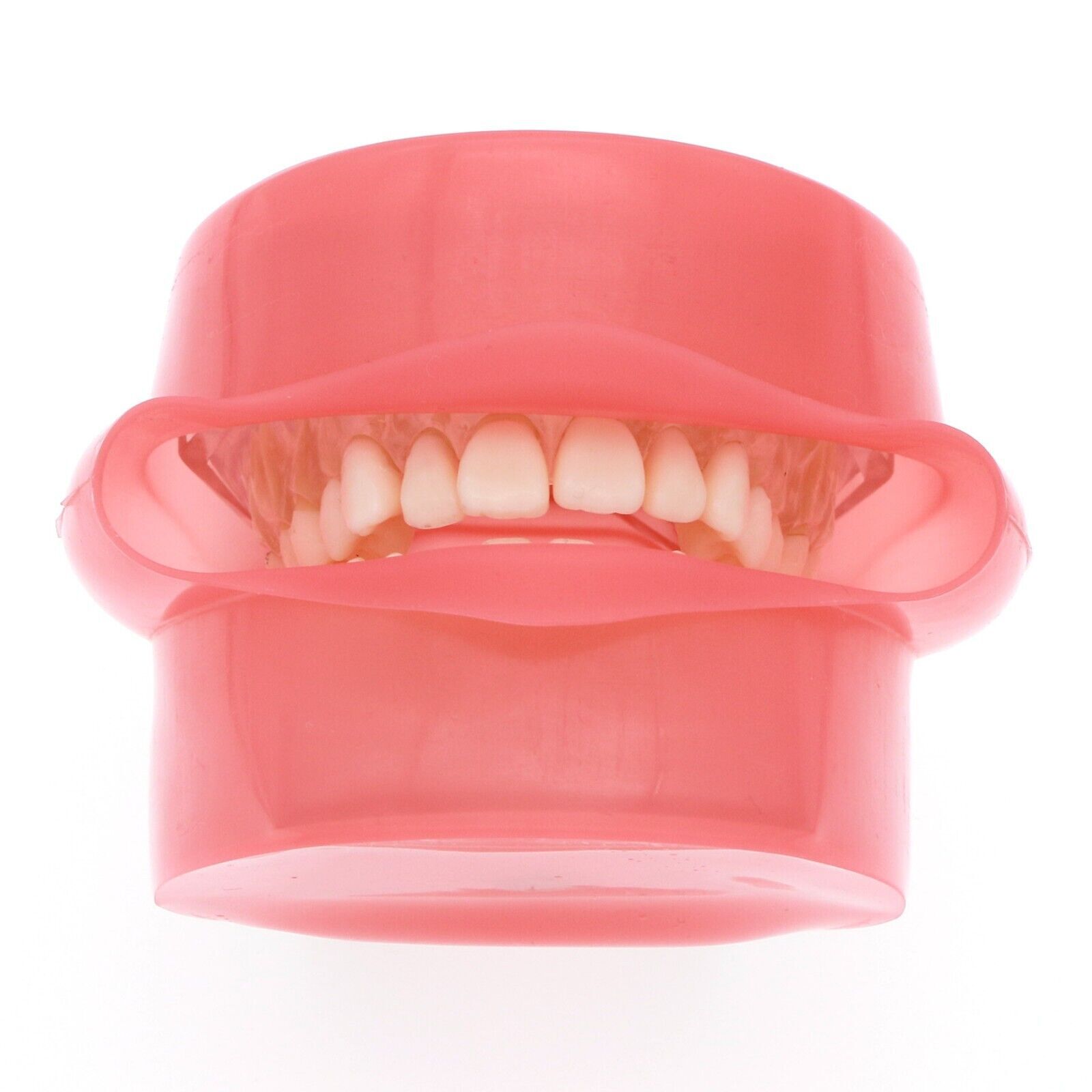 Dental Typodont Standard Removable Teeth Model Soft Gum Simulation Cheek 28 Pcs