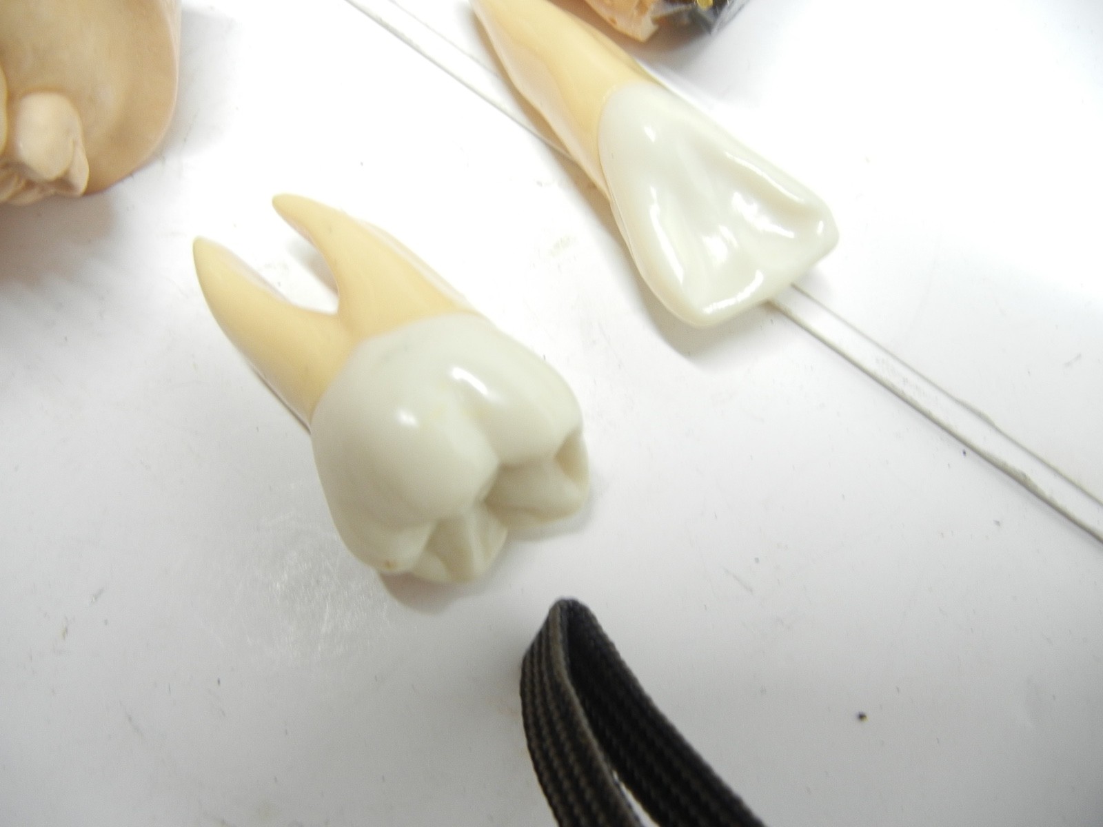 Dental study models and Study Teeth