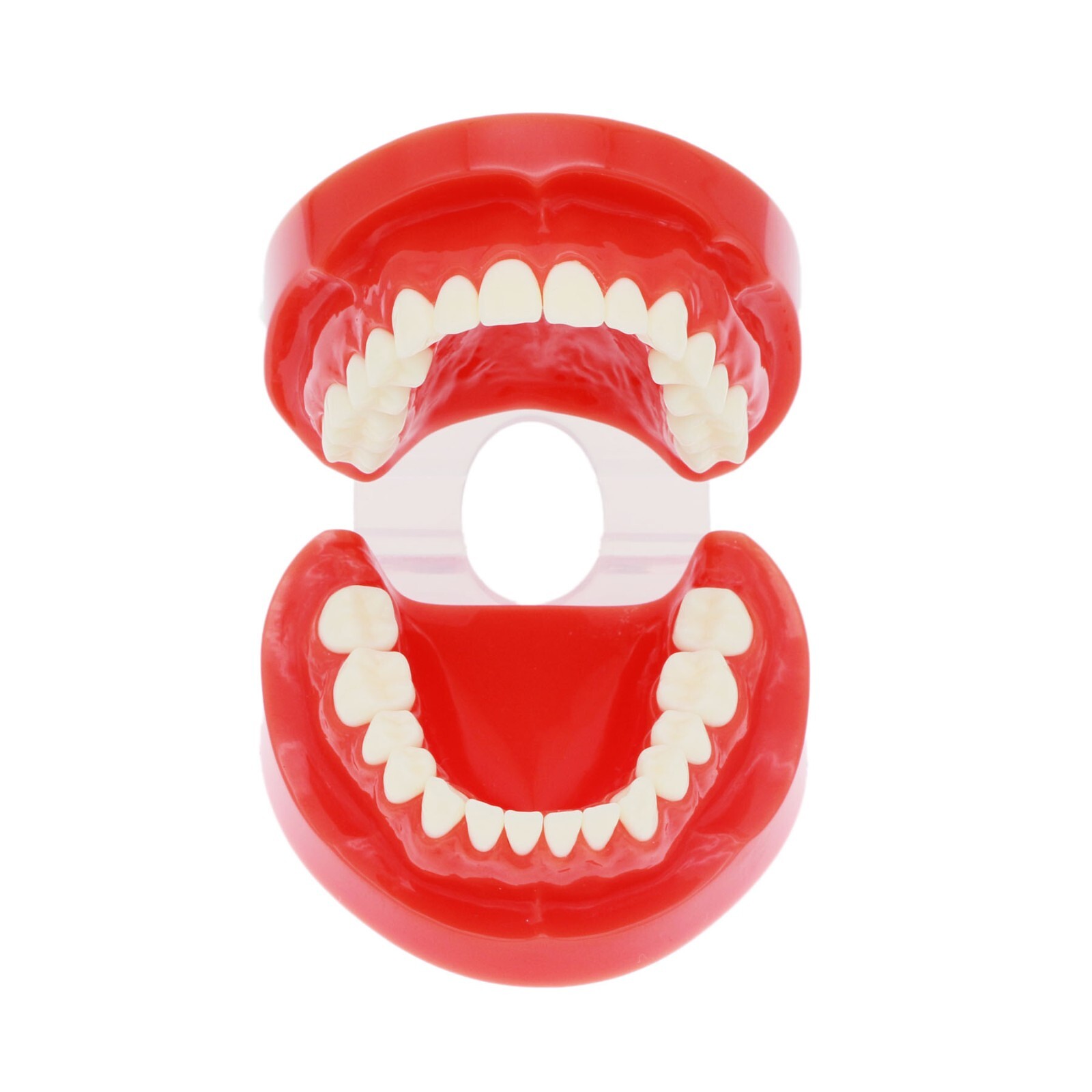 Dental Practice Ortho Typodont Teeth Model for Brushing Standard Teeth Model
