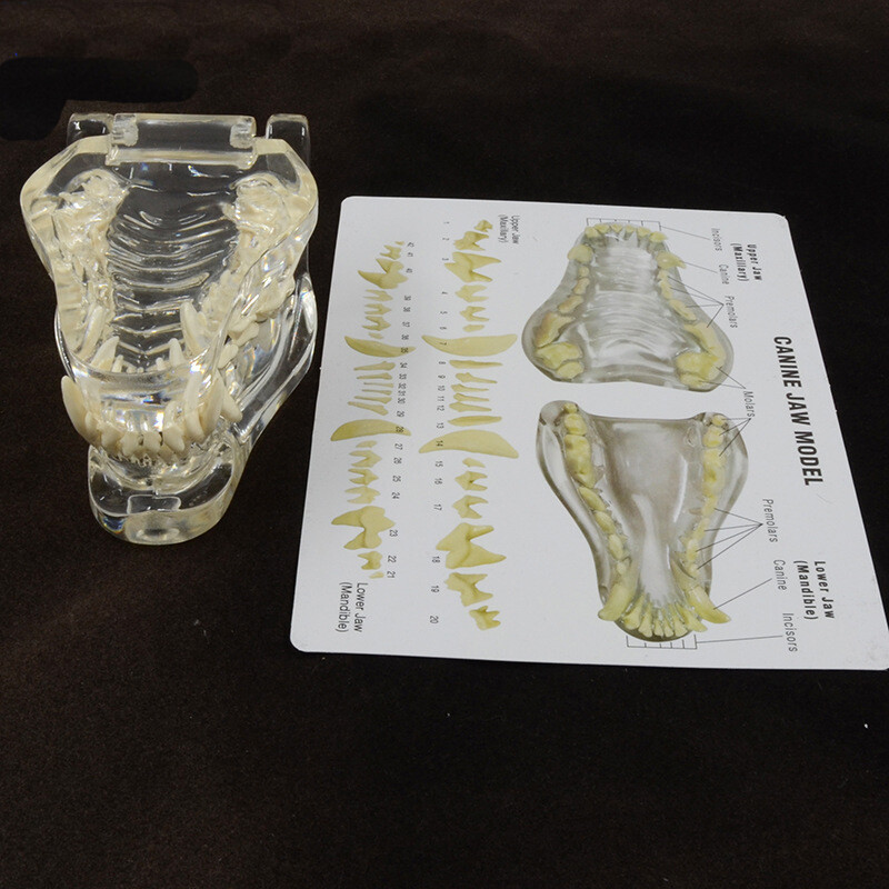 1:1 Size Animal Anatomy Model Transparent Canine Cat/dog/rabbit Teeth Model