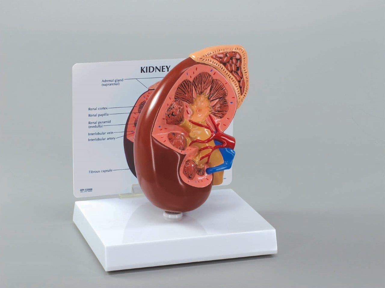 Heart Lung Kidney Liver Organ GPI Anatomical Model Set of 4 LFA #4017 SEE VIDEO