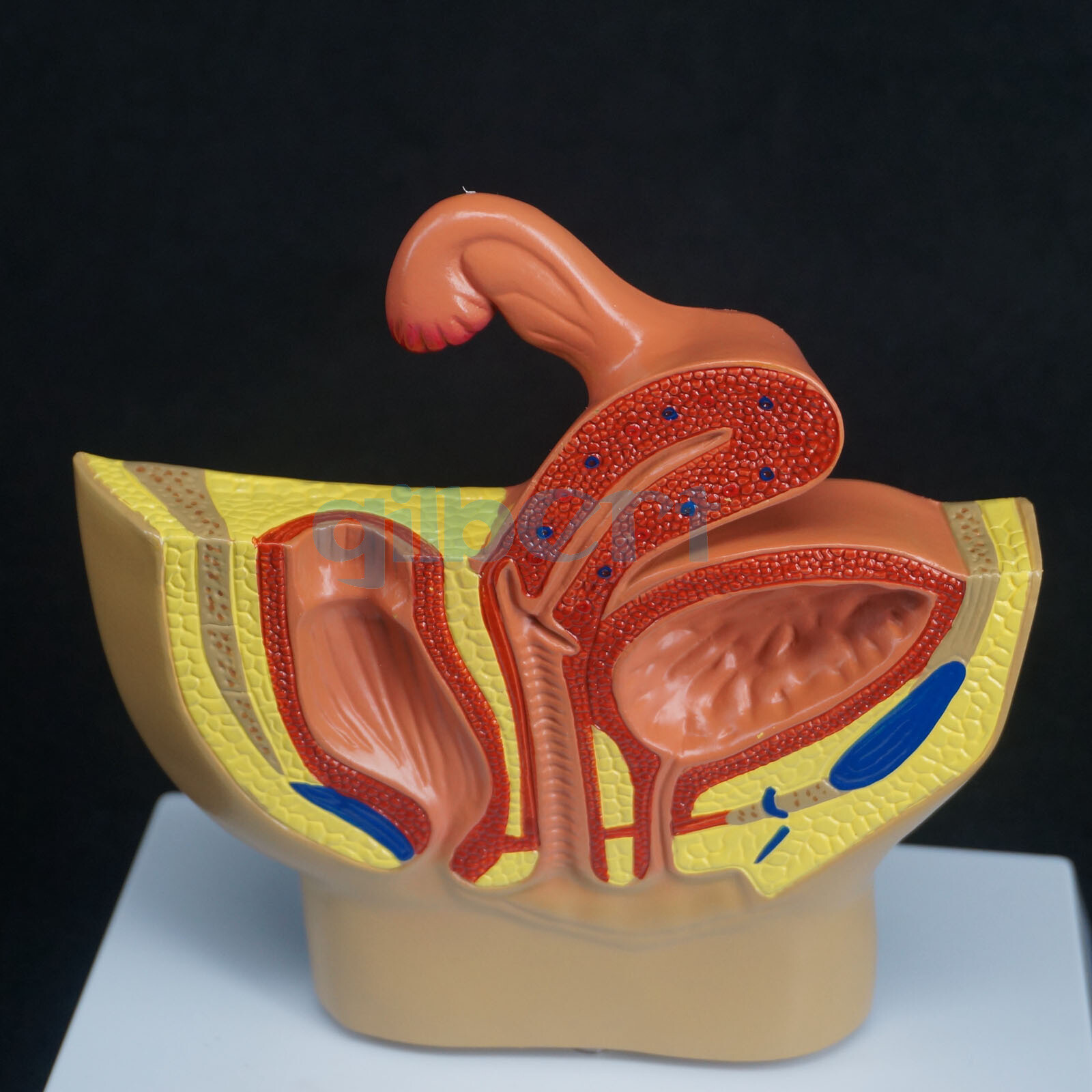 Female Pelvic Gynecological Model Urinary System for Medical Science Teaching