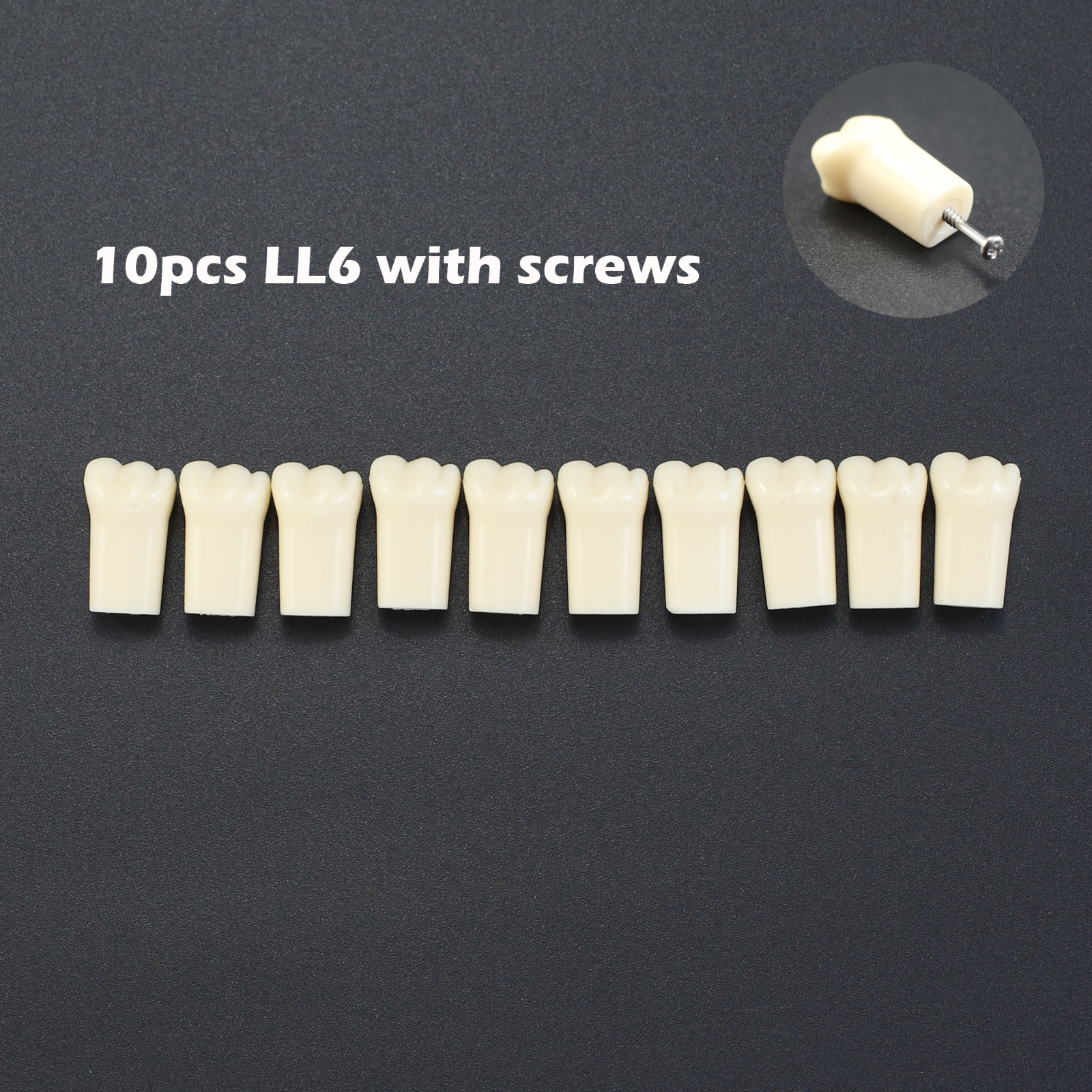 Dental Typodont Teeth Model Replacement Individual Screws Fit Kilgore Nissin 200