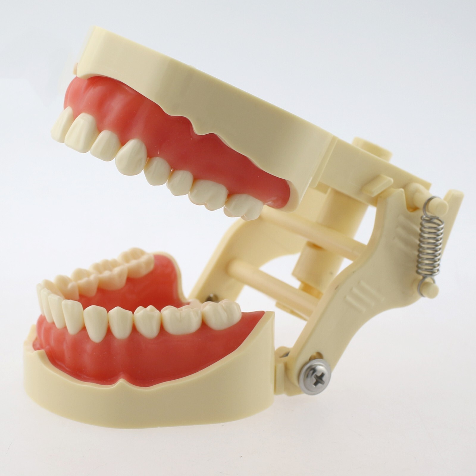 Dental Typodont Training Model Columbia Kilgore Nissin Mounting Pole 28 32 Teeth