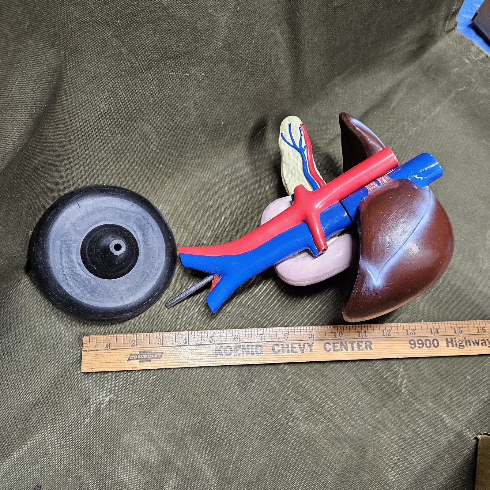 Human LIVER Model Anatomy 3 Part Anatomical Liver Model w/ Base Doctor’s Office